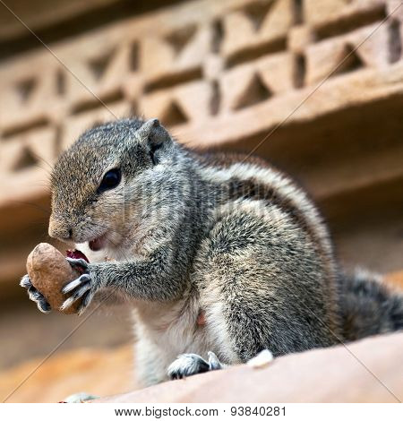 Chipmunk