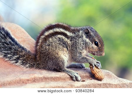 Chipmunk