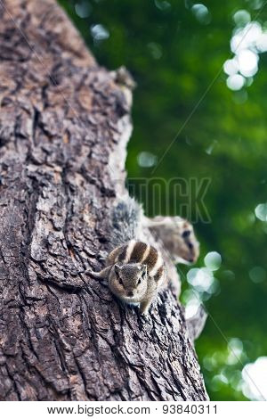 Chipmunk