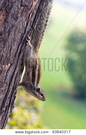 Chipmunk