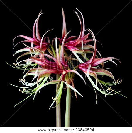 Hippeastrum Sybister Chiko