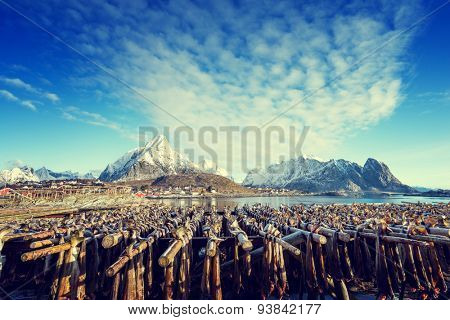 drying stock fish in Norway, Lofoten islands