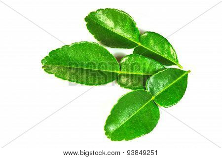 Bergamot leaves on white background