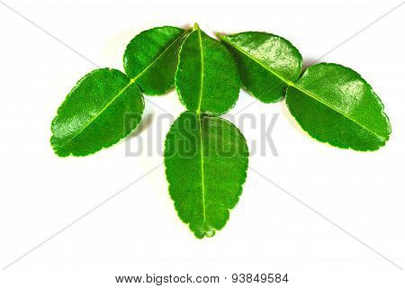 Bergamot leaves on white background