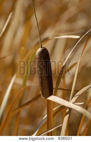 Cattail