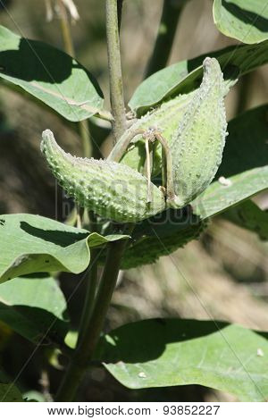 Milkweed Plant, Pods and Snails