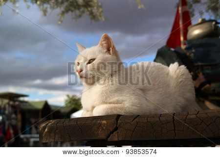 White cat
