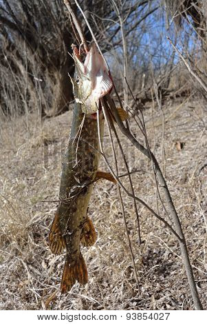 Pike