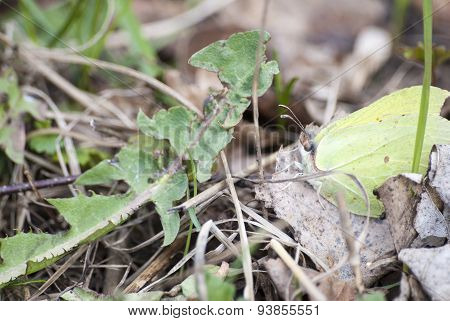 Green Butterfly