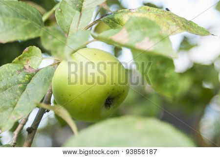 Green Apple On A Tree Among The Leaves