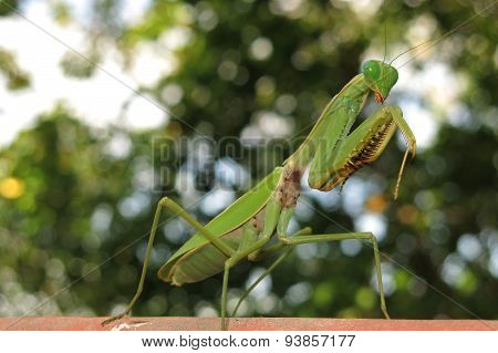 green praying mantis / Mantis religiosa