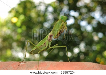green praying mantis / Mantis religiosa