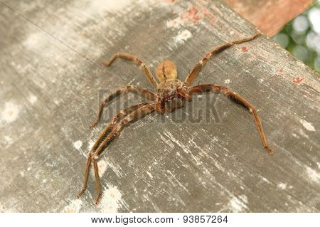 green praying mantis / Mantis religiosa