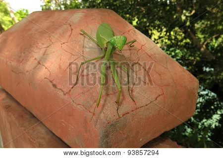 green praying mantis / Mantis religiosa