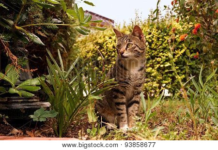 Curious cat