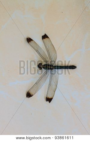 dragonfly