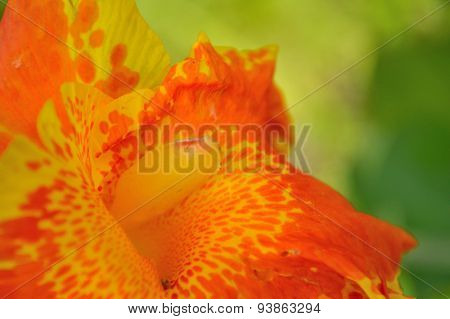 Canna Lily Background, Orange Yellow And Green