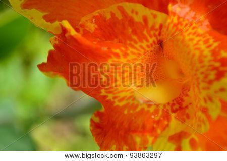 Bright Orange And Yellow Canna Lily Flower