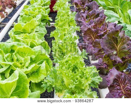 Fresh Hydrophonic Vegetable