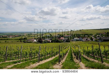 Grape field on the sky background in spring