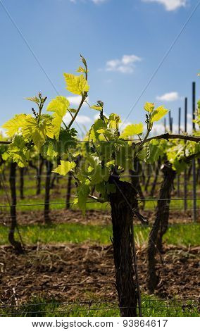 Grape field on the sky background in spring