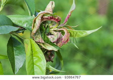 Peach Leaf Curl,taphrina Deformans