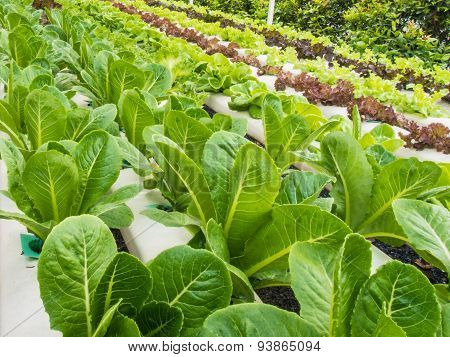 Fresh Hydro Vegetable