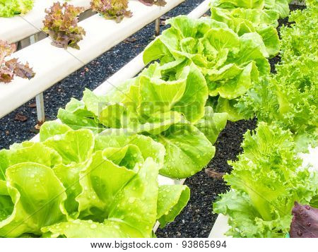 Fresh Hydro-phonic Vegeables