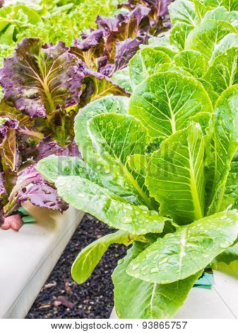 Fresh Hydro-phonic Vegeables