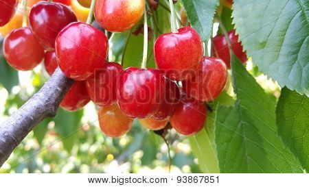 Growing cherries in the mom's garden