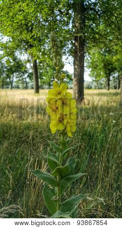 Unknown yellow flower in the meadow