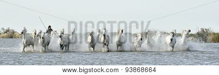 White Camargue Horses run