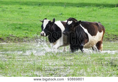 Home animals
