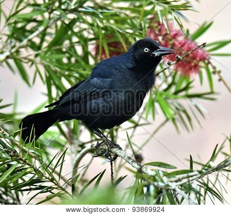 The Greater Antillean Grackle (quiscalus Niger)