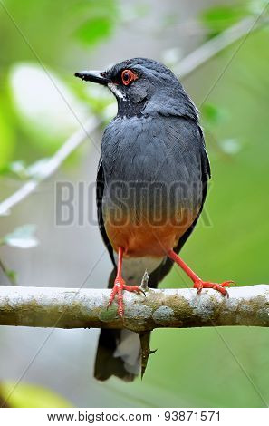Red legged Thrush Cuba variation Turdus plumbeus