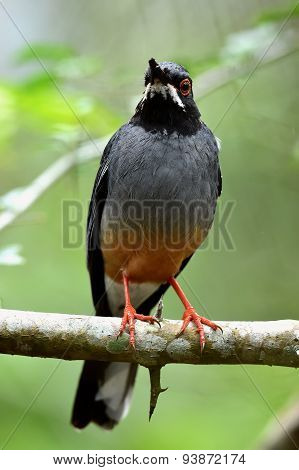 Red legged Thrush Cuba variation Turdus plumbeus