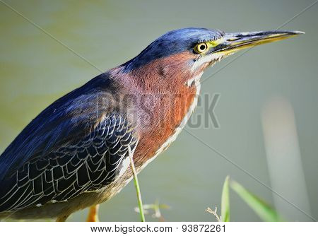 Green Heron male.