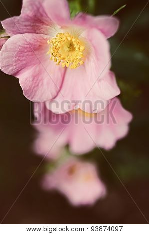 Pink Flowers Of A Wild Rose