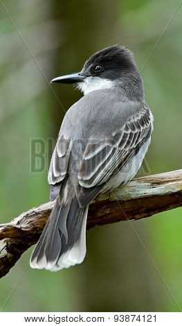 Loggerhead Kingbird (Tyrannus caudifasciatus)
