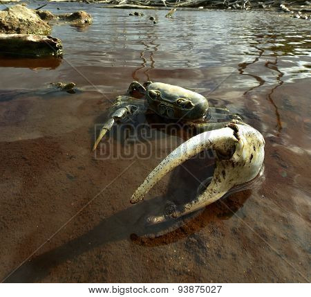 Blue Land Crab (Cardisoma Guanhumi) Mangrove Land Crab likely to be Cardisoma guanhumi