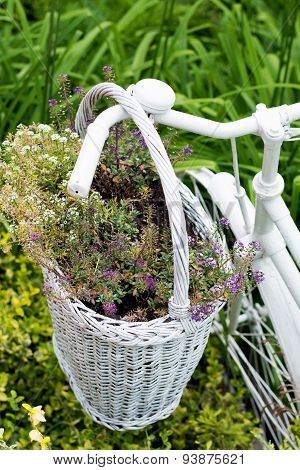 White Basket With Flowers Hanging On Old Bicycle In Garden