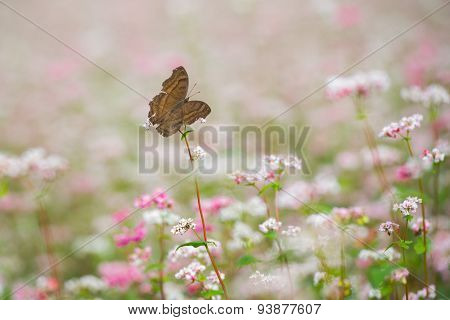 Buckwheat flower and butterfly