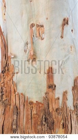 Smooth  Gum tree skin after bark peeling