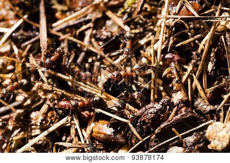 ant hill
