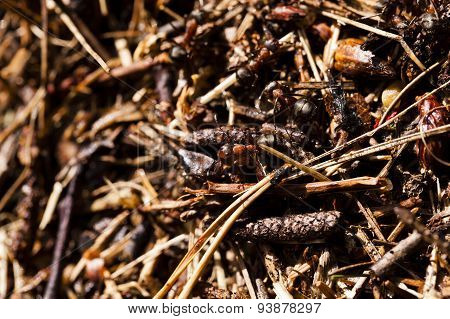 ant hill