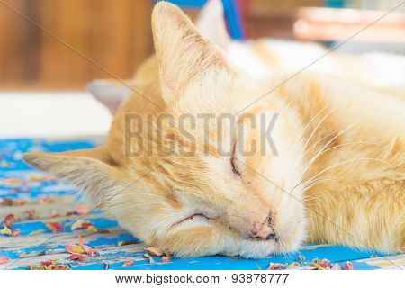 Small Kitty Sleeping On Wood Bed
