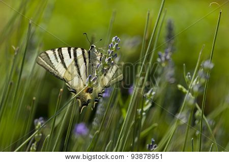 Scarce Swallowtail (iphiclides Podalirius) Butterfly