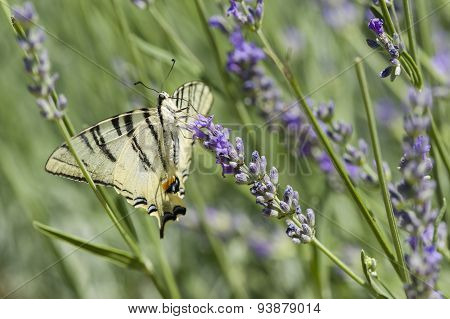Scarce Swallowtail (iphiclides Podalirius) Butterfly