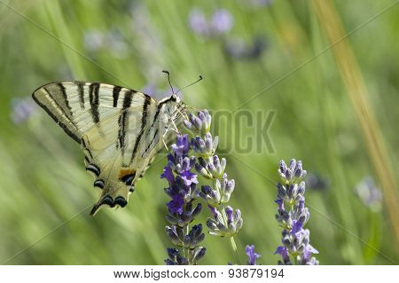 Scarce Swallowtail (iphiclides Podalirius) Butterfly