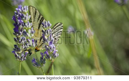 Scarce Swallowtail (iphiclides Podalirius) Butterfly